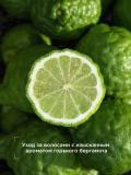Парфюмированный Шампунь DREAM NATURE  BITTER BERGAMOT 650мл 2